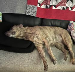 Reunited Female Dog last seen Clark &Aberdean, Grand Prairie, TX 75052