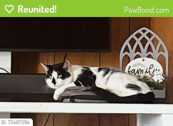 Reunited Female Cat last seen Highcroft Cir, Johnston County, NC 27504