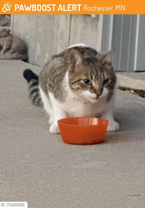 Found/Stray Male Cat last seen Brookestone drive SE, Rochester, MN 55904