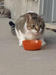 Found/Stray Male Cat last seen Brookestone drive SE, Rochester, MN 55904