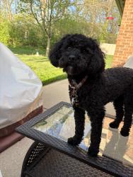 Reunited Female Dog last seen Next to Wagon Trail Park, Dayton, OH 45458