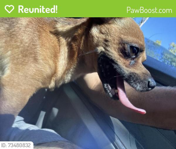 Reunited Male Dog last seen Wayside Rd, Asheville, NC 28805