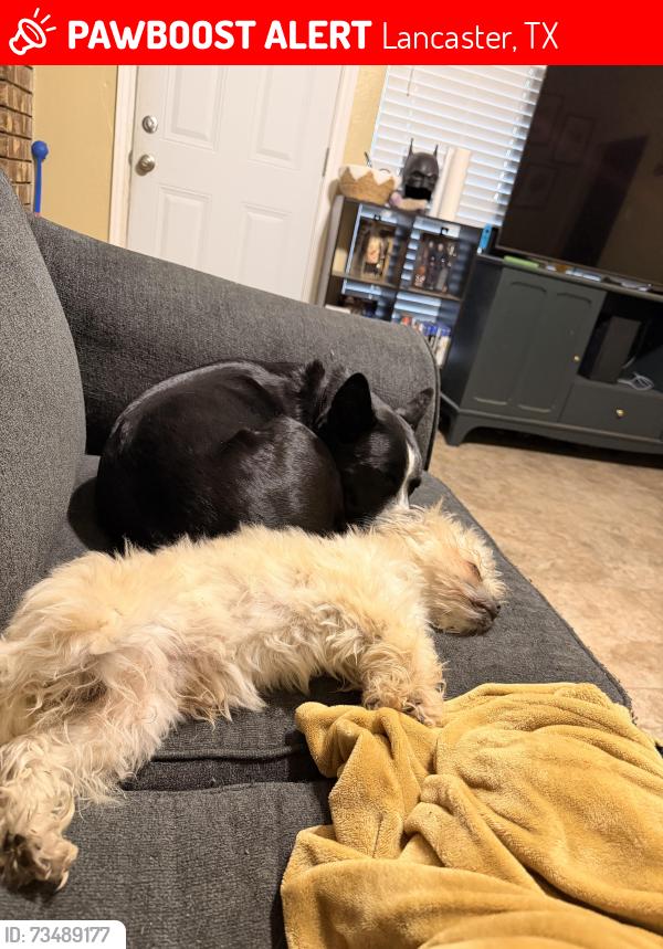 Lost Male Dog last seen Near Brookhaven Drive, Lancaster, TX 75134