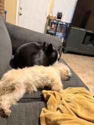 Lost Male Dog last seen Near Brookhaven Drive, Lancaster, TX 75134