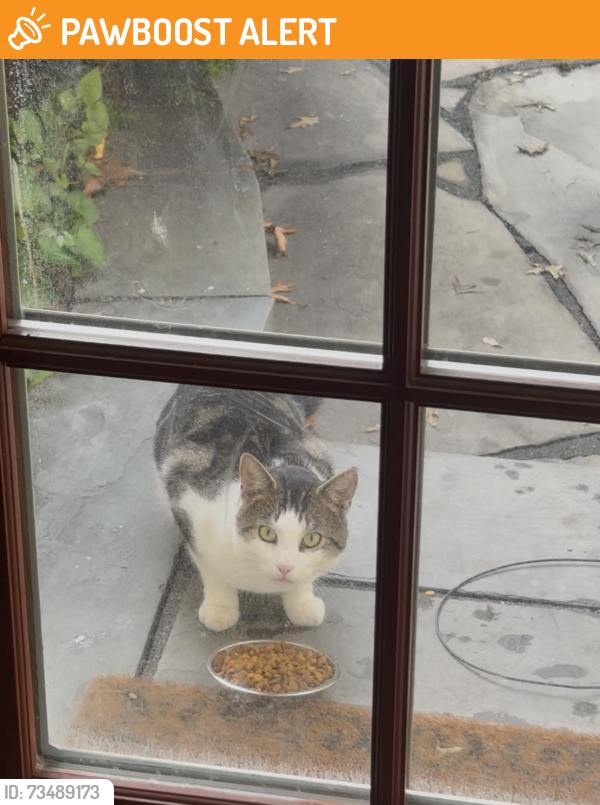 Found/Stray Unknown Cat last seen buckingham meadow road & Vicki court in my backyard, Setauket- East Setauket, NY 11733