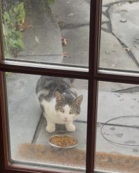 Found/Stray Unknown Cat last seen buckingham meadow road & Vicki court in my backyard, Setauket- East Setauket, NY 11733