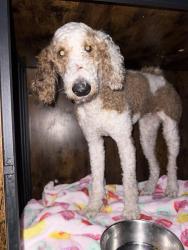 Found/Stray Female Dog last seen Caleb Center, Miami, FL 33125
