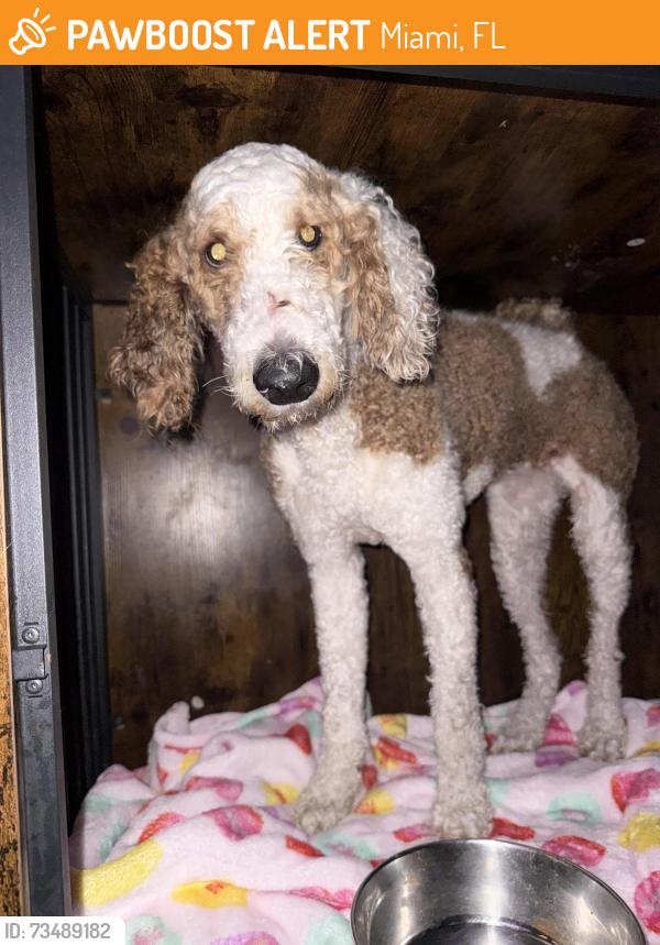 Found/Stray Female Dog last seen Caleb Center, Miami, FL 33125