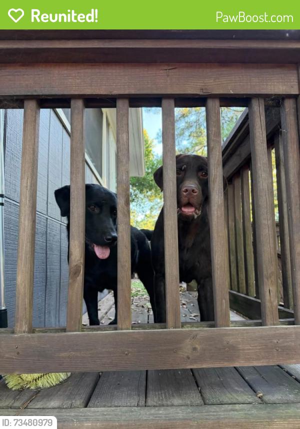 Reunited Male Dog last seen Stamper rd, Fayetteville, NC 28303