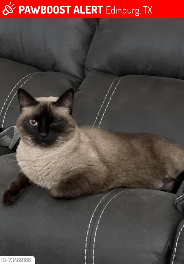Lost Female Cat last seen McColl and Mile 17 1/2, Edinburg, TX 78541