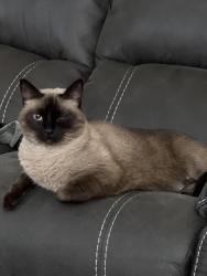 Lost Female Cat last seen McColl and Mile 17 1/2, Edinburg, TX 78541