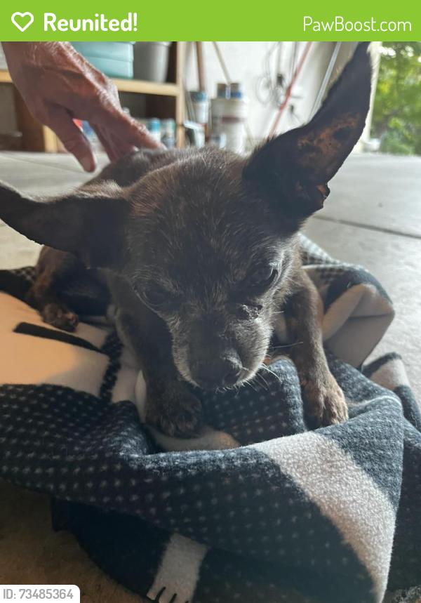Reunited Unknown Dog last seen Snow and Center, Martinez, CA 94553