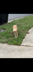 Reunited Male Dog last seen Lambsgate Lane off Lindendale Rd, Woodbridge, VA 22193