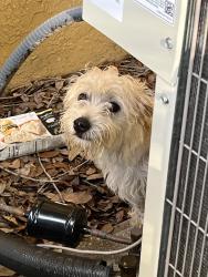 Found/Stray Unknown Dog last seen 37th St S - Bay mooring Vet parking lot area, St. Petersburg, FL 33712