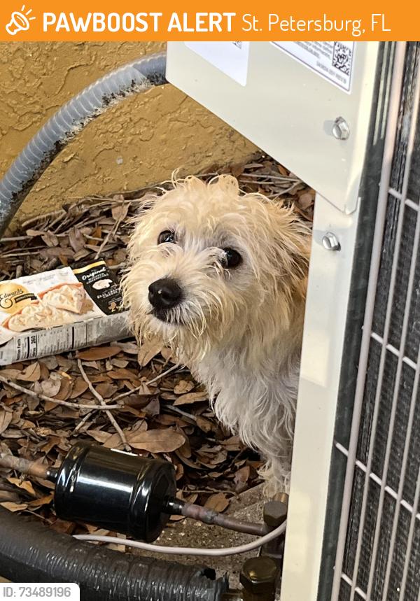 Found/Stray Unknown Dog last seen 37th St S - Bay mooring Vet parking lot area, St. Petersburg, FL 33712