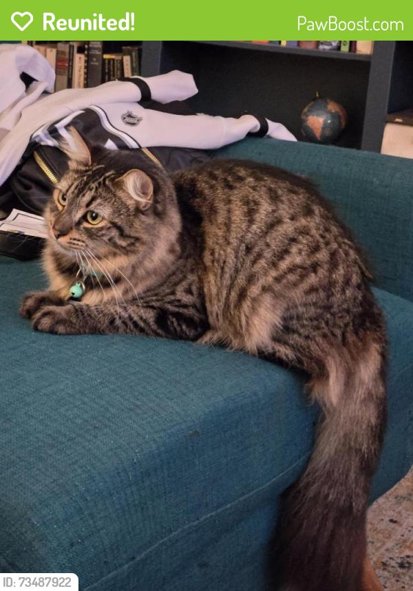 Reunited Female Cat last seen Seascape Dr, San Diego, CA 92139