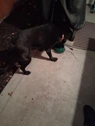 Reunited Male Dog last seen Pierce Park and Castle Drive, Boise, ID 83714