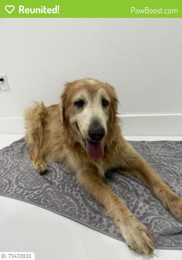 Reunited Female Dog last seen Avocado elementary school, Homestead, FL 33033