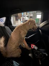 Reunited Male Dog last seen Clearview and transcontinental, Metairie, LA 70001