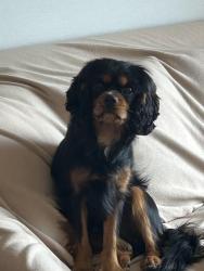 Reunited Male Dog last seen Walnut, Lebanon, PA 17046