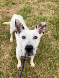 Shelter Stray Female Dog last seen CHARLOTTE, 8315 Byrum Dr, Charlotte, NC 28217, USA