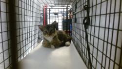 Shelter Stray Male Cat last seen Near BLOCK NE 199 ST GATE CODE 9414, 3599 NW 79th Ave, Doral, FL 33122, USA