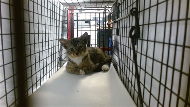 Shelter Stray Male Cat last seen Near BLOCK NE 199 ST GATE CODE 9414, 3599 NW 79th Ave, Doral, FL 33122, USA