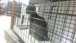 Shelter Stray Male Cat last seen Near BLOCK NE 199 ST GATE CODE 9414, 3599 NW 79th Ave, Doral, FL 33122, USA