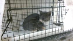 Shelter Stray Male Cat last seen Near BLOCK NE 199 ST GATE CODE 9414, 3599 NW 79th Ave, Doral, FL 33122, USA