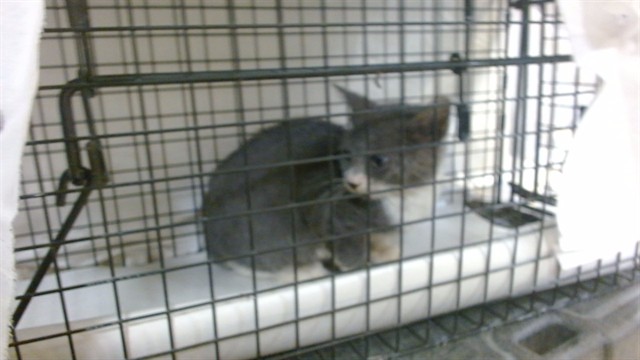 Shelter Stray Male Cat last seen Near BLOCK NE 199 ST GATE CODE 9414, 3599 NW 79th Ave, Doral, FL 33122, USA
