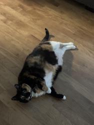 Reunited Female Cat last seen St James Place, San Antonio, TX 78247