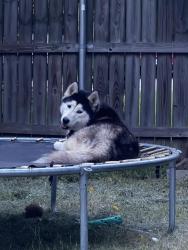 Lost Female Dog last seen Near Hawk Tree Drive, College Station, TX, USA, College Station, TX 77845