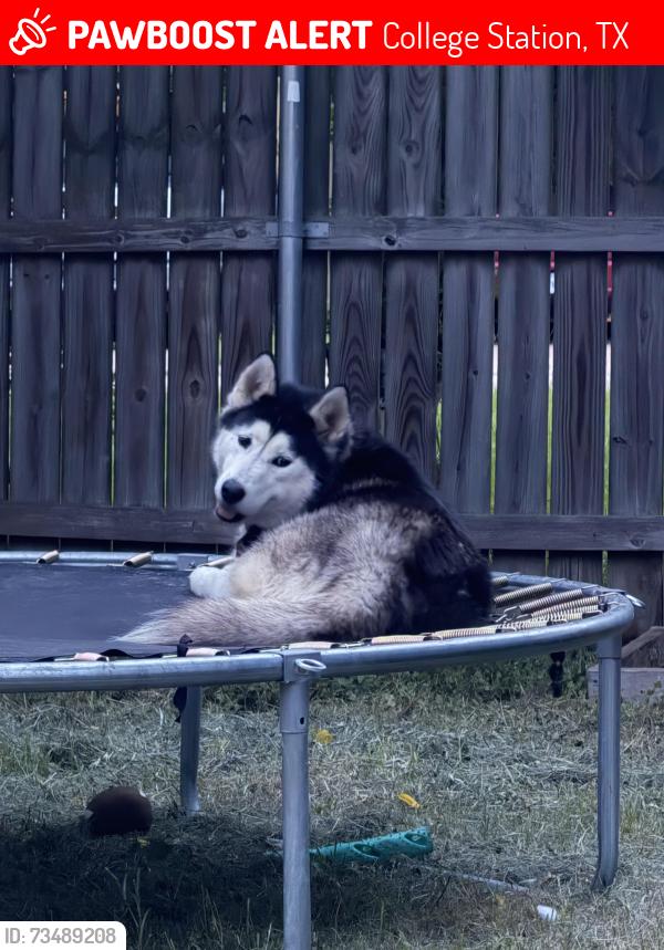 Lost Female Dog last seen Near Hawk Tree Drive, College Station, TX, USA, College Station, TX 77845