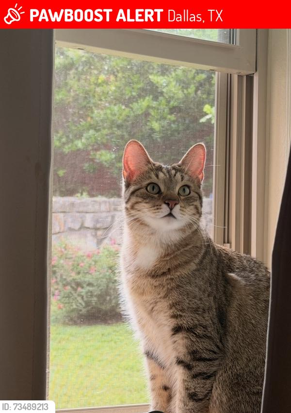 Lost Female Cat last seen Audelia street, chimney hill lane, Dallas, TX 75243