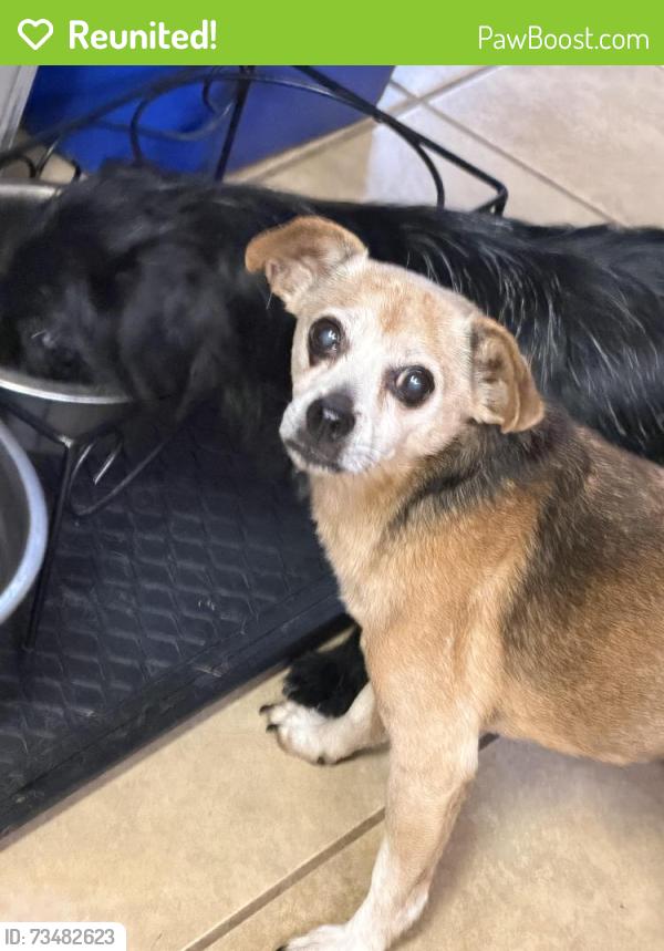 Reunited Male Dog last seen Avery pkwy and Cypress Mill, New Braunfels, TX 78130