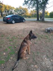 Reunited Male Dog last seen FM 414 and FM 415, Cleburne, TX 76031