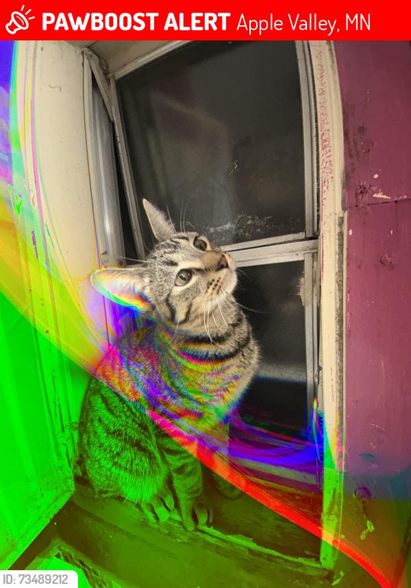 Lost Male Cat last seen Near pennock ave, Apple Valley, MN 55124