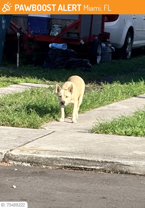 Found/Stray Female Dog last seen Nw 5 st nw 18 avemue, Miami, FL 33125