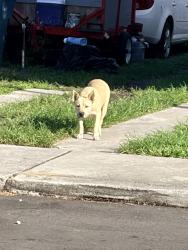 Found/Stray Female Dog last seen Nw 5 st nw 18 avemue, Miami, FL 33125