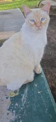 Lost Male Cat last seen Barcelona rd, Albuquerque, NM 87105