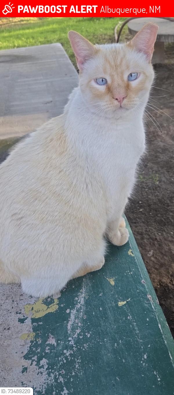 Lost Male Cat last seen Barcelona rd, Albuquerque, NM 87105