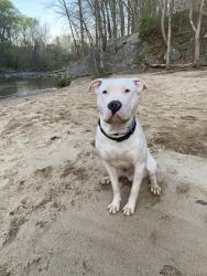 Reunited Male Dog last seen Glendale Ave, Glen Burnie, MD 21061