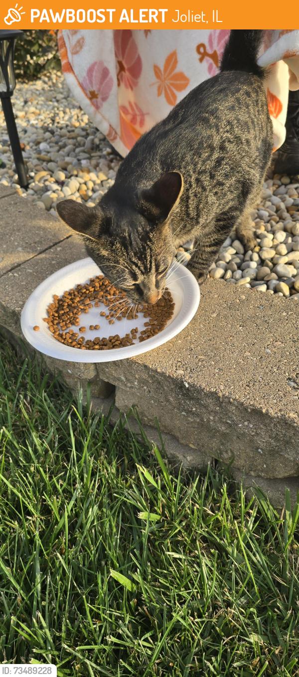 Found/Stray Unknown Cat last seen Meadowsedge ln joliet, il, Joliet, IL 60436