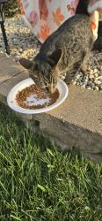 Found/Stray Unknown Cat last seen Meadowsedge ln joliet, il, Joliet, IL 60436