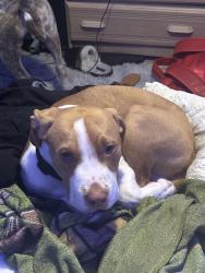Reunited Male Dog last seen Near Victoria Landing Drive N, Jacksonville, FL 32208