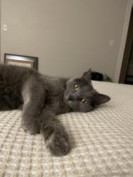 Lost Female Cat last seen Junior Ave and Prospect, Methuen, MA 01844