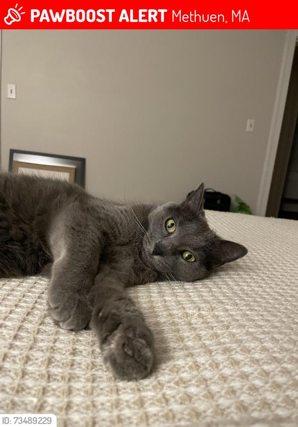 Lost Female Cat last seen Junior Ave and Prospect, Methuen, MA 01844
