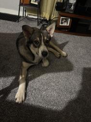 Found/Stray Male Dog last seen Spring st, Pittsburgh, PA 15210