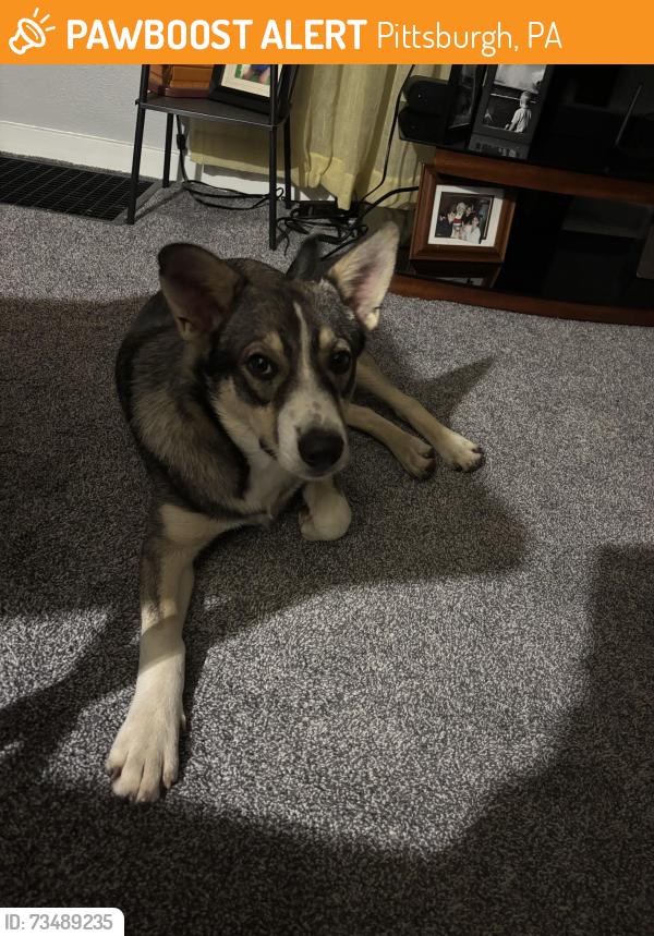 Found/Stray Male Dog last seen Spring st, Pittsburgh, PA 15210