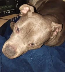 Reunited Male Dog last seen St. Mary's ave, Staten Island, NY 10305